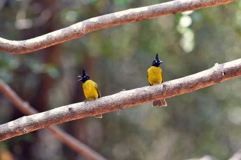 Black crested bulbul, passerine brd Stock Photos