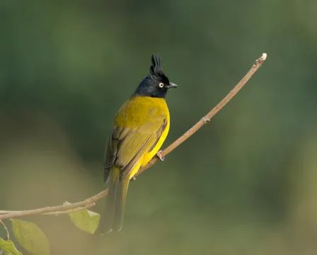 Black-crested Bulbul on a perch with back-facing Stock Photos