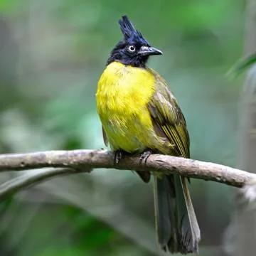 Black-crested bulbul Stock Photos