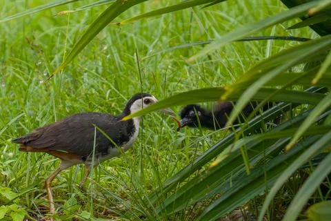 Black-crested coot walks through tall green grass Stock Photos