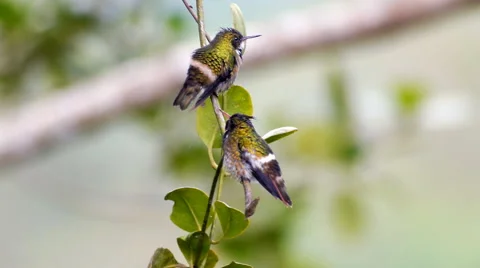 Black-crested Coquette Pecking Order Mystifies 스톡 동영상 44269783
