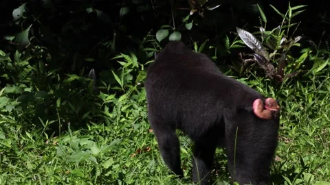 Black Crested Macaque forage in grass in rainforest close up Stock Footage 203865338
