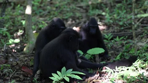 Black Crested Macaque group socialize with young baby in coastal rainforest Stock Footage 203865494