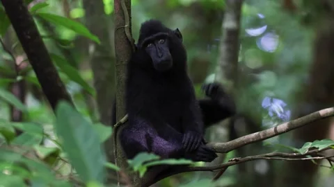 Black Crested Macaque sit in rainforest tree scratching ear with foot and mo Stock Footage 204124177