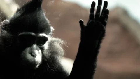 The Black Crested Mangabey in cage. Thinks about freedom. Stock Footage 86646786