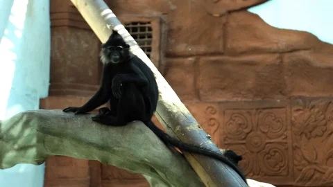 The Black Crested Mangabey comes down from the tree Video stock 86645995