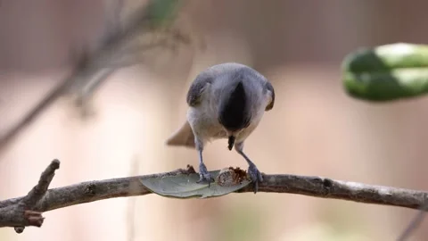 Black-crested Titmouse feeding on a insect egg nest Video stock 172417954