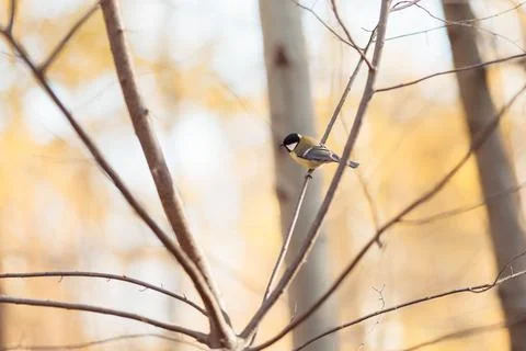 Black crested titmouse perched in a branch backyard feeder home Stock Photos
