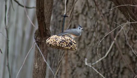 Black crested titmouse standing on a bird feeder Stock Photos