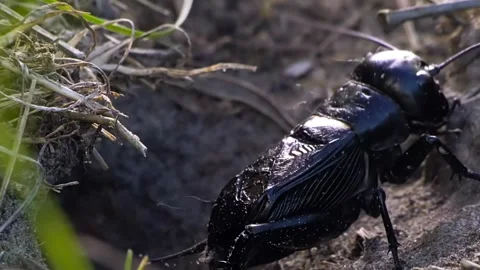 Black Cricket on Ground Closeup. Stock Footage 307264608