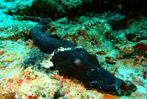 Black crocodile fish Foto stock