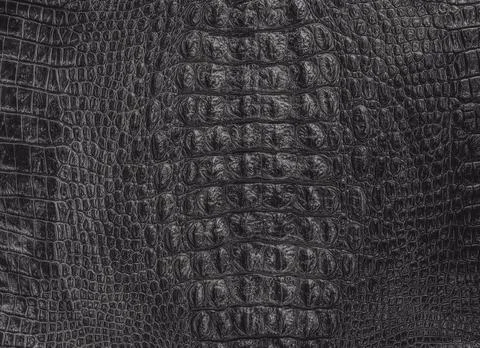 Black crocodile leather back Foto stock