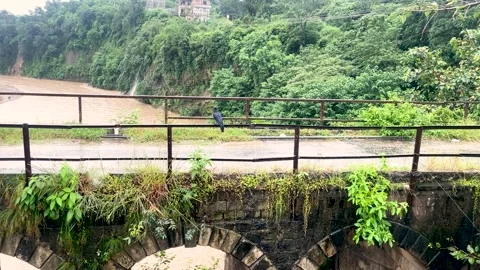 Black crow activity on old bridge beside the river flow at rainy seasion him Stock Footage 317095194
