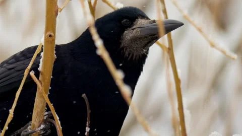 Black crow among branches on a winter sunny day. wild birds in winter in nature Stock Footage 306061742