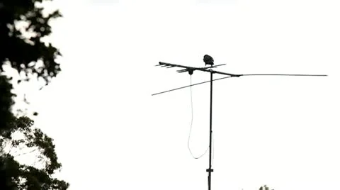 Black Crow on Antennae Stock Footage 11303930