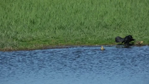 Black Crow Attacking Duckling Near Pond Stock Footage 341483591