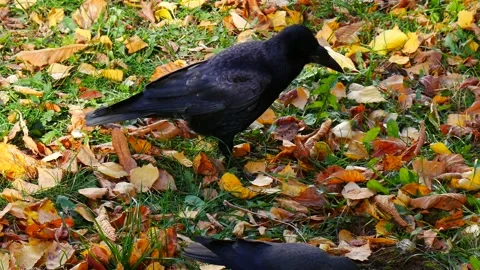 Black crow in the autumn park. 스톡 동영상 219546997