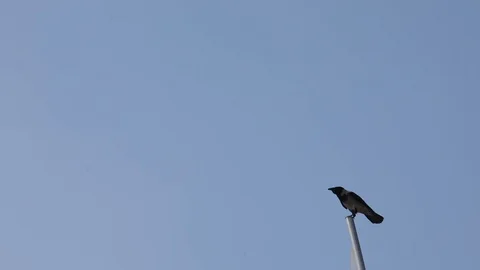 Black crow, bad omen Stock Footage 94131890