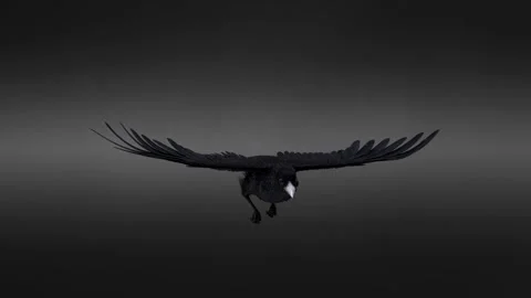 Black crow bird flying. 3d rendering. High quality 4k footage. 3D Illustration Stock Footage 254478039