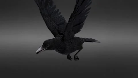 Black crow bird flying. 3d rendering. High quality 4k footage. 3D Illustration Stock Footage 254478046