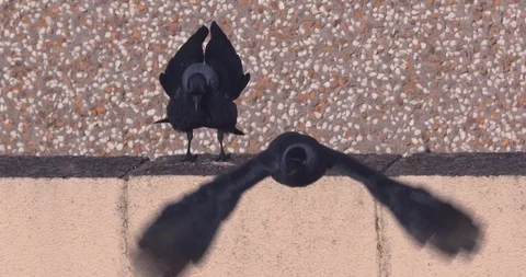Black crow bird harassed away from food by flying crow slow motion Stock Footage 108288261