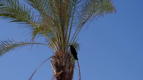 Black crow bird perched on top of green palm tree branch against blue sky Stock Footage 338198490