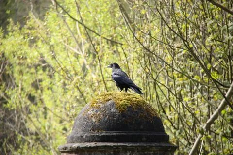 Black Crow Bird. Stock Photos