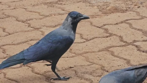 Black crow Bird Walking on Ground Stock Footage 325956728