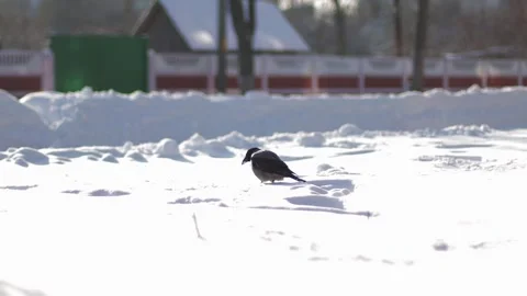 Black crow bird walks through the snow in winter in sunny weather, slow motion Stock Footage 291779488