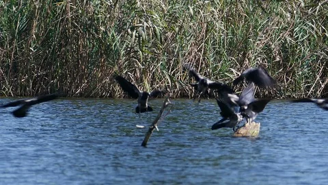 Black Crow Birds 2 Stock Footage 105745135