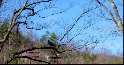 A black crow on a branch as camera moves past.. Stock Footage 280326059