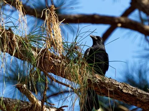Black Crow on Branch of Tree Stock Photos