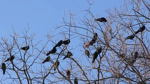 Black crow on branches Stock Footage 45637438