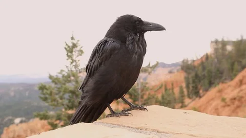 A black crow in Bryce Canyon National Park, Utah Stock Footage