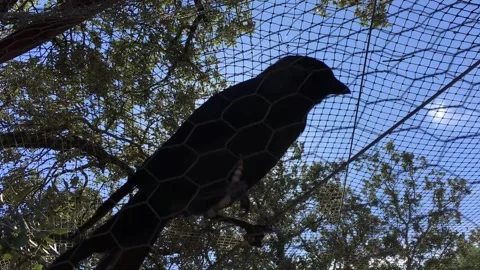 Black crow in a cage Stock Footage 311515847