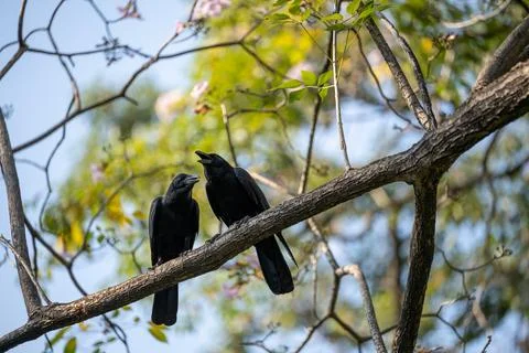 Black crow calling on tree branch Stock Photos