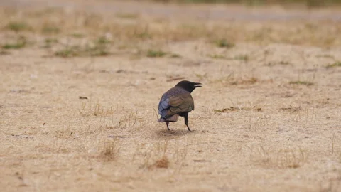 Black Crow Calls and Walks Across Dry Ground Видео 344979576
