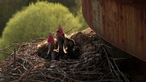 Black crow chicks , chicks in the nest, chicks in the nest are asking to eat Stock Footage 208061401