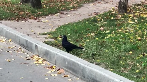 Black crow in the city Stock Footage 169172597