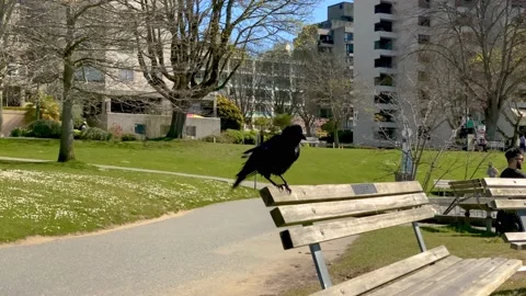 A black crow cleaning feathers on a bench.4k. Stock Footage 152604743