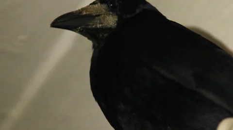 Black crow close-up Stock Footage 45615305