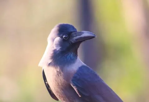 Black crow closeup side face on the blur background Stock Photos