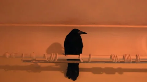 Black crow on cornices Video stock 46414169