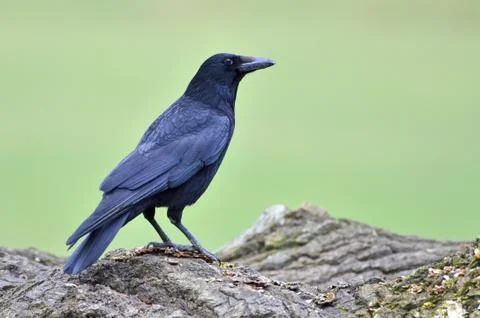 Black crow, Corvus corone, common crow Stock Photos