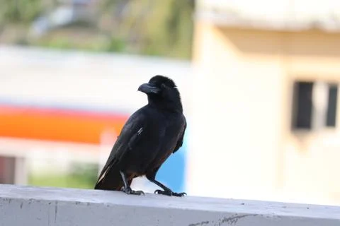 Black crow, Corvus corone, common crow Stock Photos