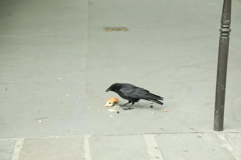 Black crow, Corvus corone, common crow in paris Stock Photos