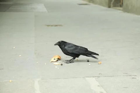 Black crow, Corvus corone, common crow in paris Stock Photos