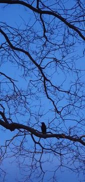 Black crow on dead tree branches at twilight Stock Photos