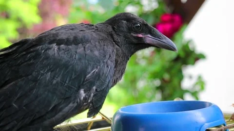 A black crow digging up worms. raven. Видео 73439723