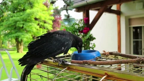 A black crow digging up worms. raven. Stock Footage 73439790